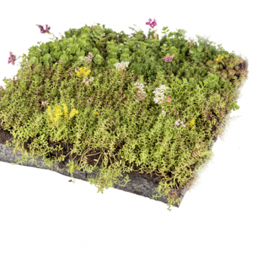 Sedum cassette ReadyRoof