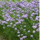 Allium schoenoprasum