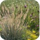 Biomix sedum fleur en kleur