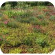 Biomix sedum fleur en kleur