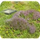 Biomix sedum fleur en kleur