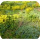 Biomix sedum fleur en kleur