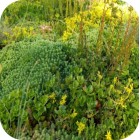 Biomix sedum fleur en kleur