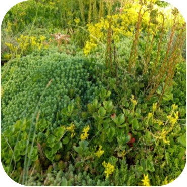 Biomix sedum fleur en kleur