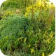 Biomix sedum fleur en kleur