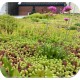 Biomix sedum fleur en kleur