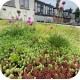 Biomix sedum fleur en kleur