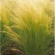 Pennisetum (Lampepoetsersgras)