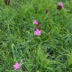 Dianthus deltoides ‘Flashing’ - steenanjer