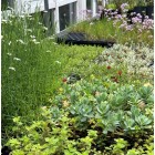 Biodivers plantpakket