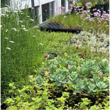 Biodivers plantpakket