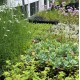 Biodivers plantpakket