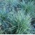 Festuca Glauca