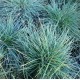 Festuca Glauca
