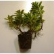 Sedum Album Coral Carpet 