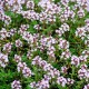 Thymus