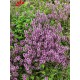 Thymus